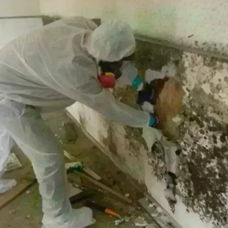 Mold Remediation and Removal in Martin County, IN